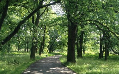 Corso aggiornamento Arboricoltura